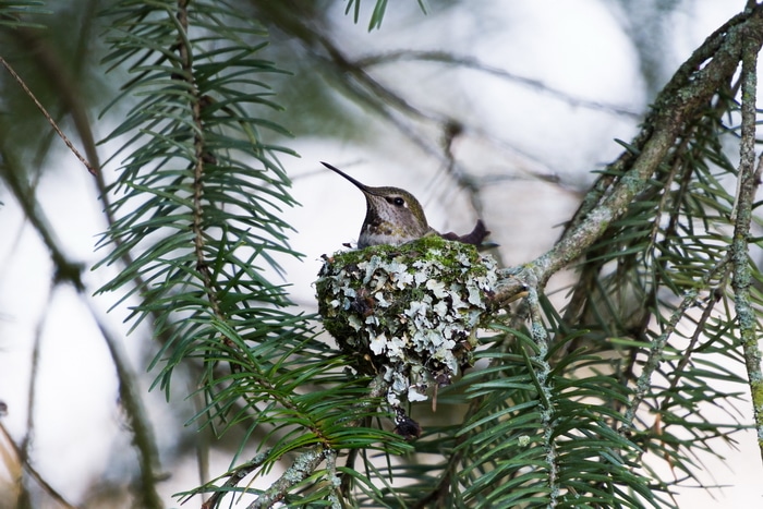 Annas Hummingbird nest
