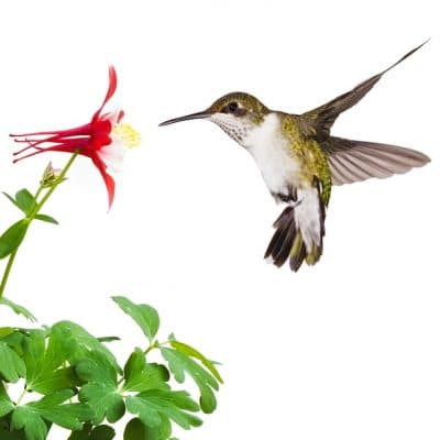 6 Ways to Create a Hummingbird Habitat in Your Garden To Keep Them Coming Back