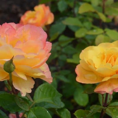 7 Tips for Growing Roses Organically to Create a Sustainable Eco-system