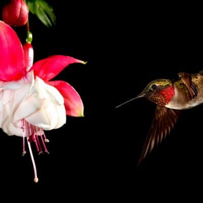 15 Red Hummingbird Flowers to Add to Your Organic Garden