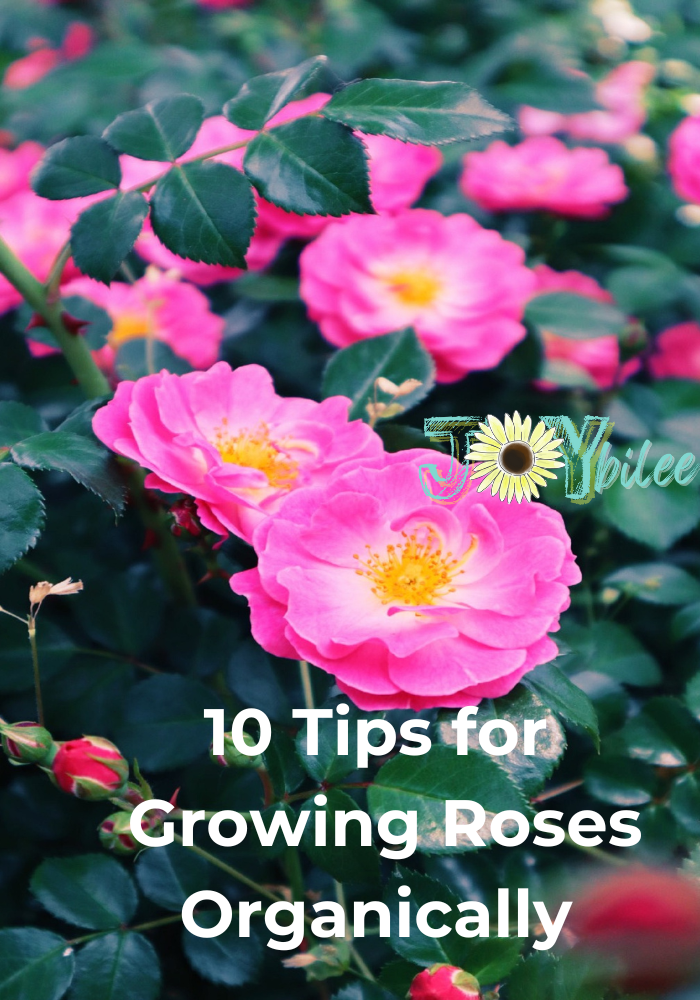 10 Tips for Growing Roses Organically