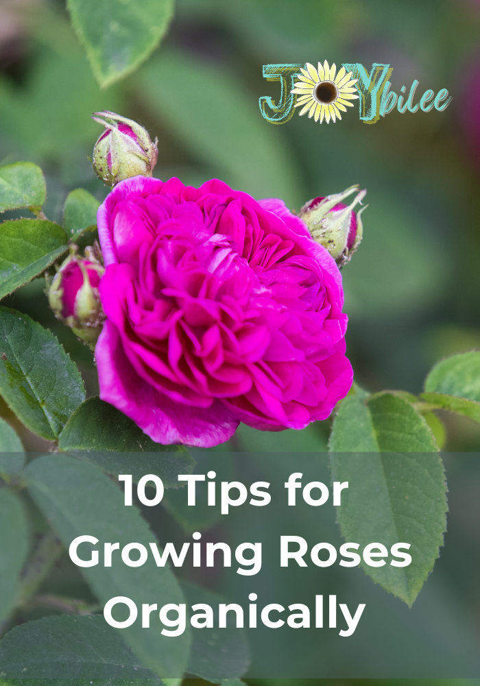 10 Tips for Growing Roses Organically