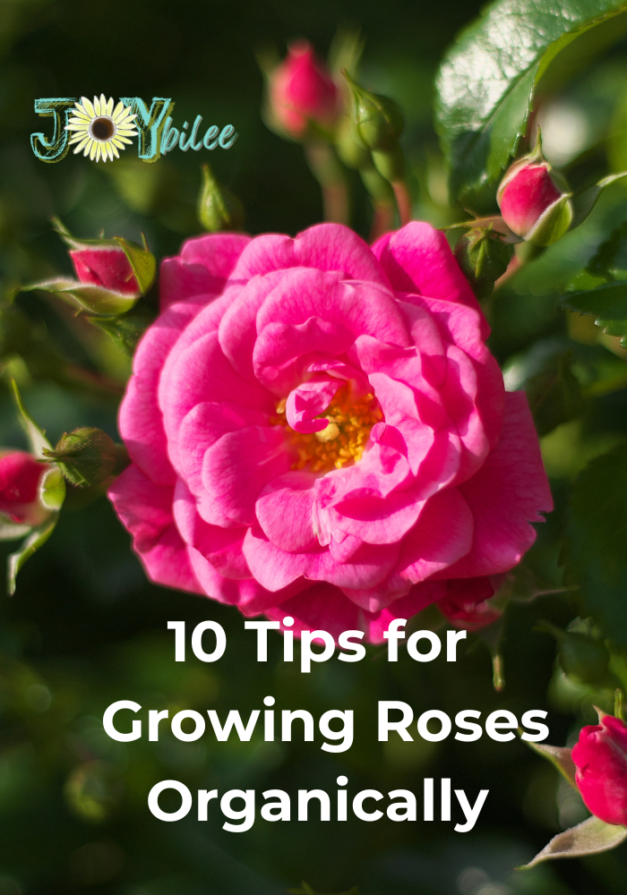 10 Tips for Growing Roses Organically