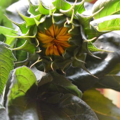 How to Prepare Sunflower Buds Like Artichokes