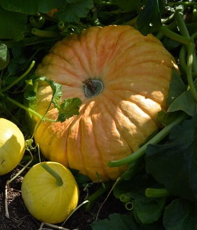 frost on the pumpkin