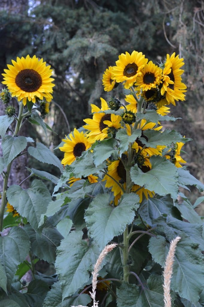 Sunflowers medicinal herbs forage