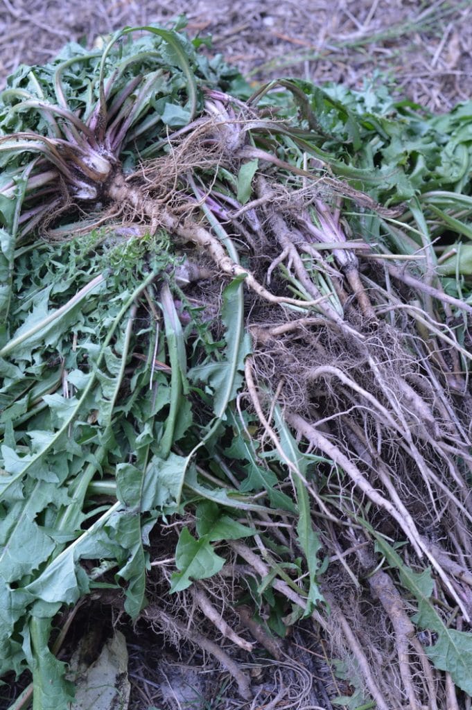 Dandelion roots medicinal herbs forage