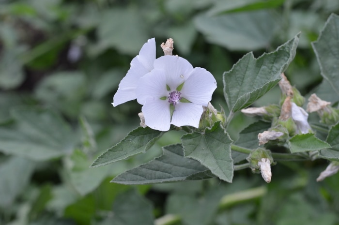 Marshmallow flower medicinal herbs forage