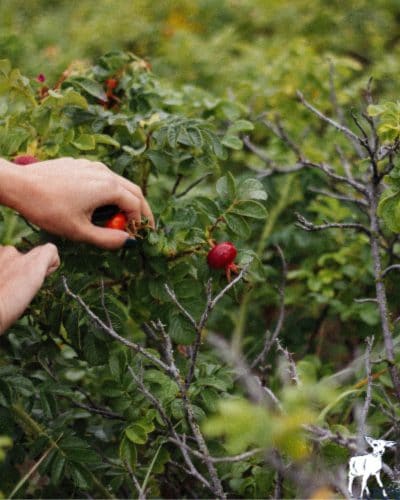 A homestead has many resources that nature makes available to you; from birds to foraged materials. Use your homestead abundance to craft a welcoming home and property.