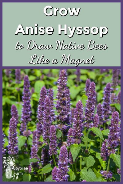 Grow Anise Hyssop For Showy Borders That Draw Native Bees Like A Magnet 