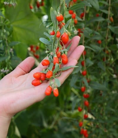 goji berries - Planning your herbal tea garden is painless when you follow these steps. With a little bit of strategic planning, you can have healthy herbal tea for years to come.