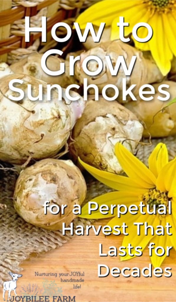 how to grow sunchokes