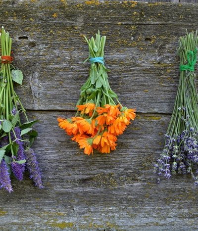 herbs hanging to dry