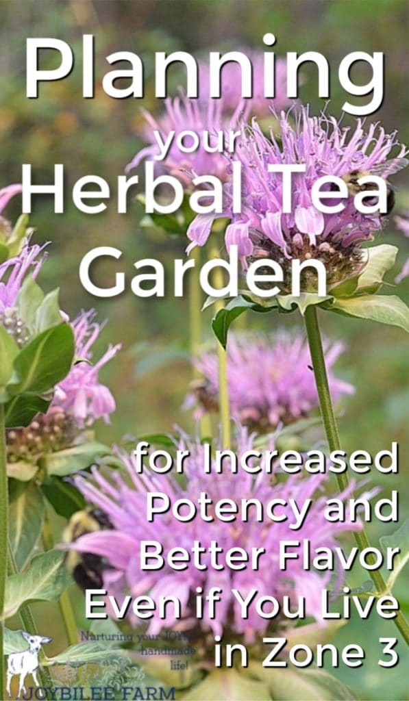 bee balm for herbal tea gardens