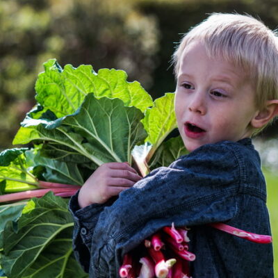 Boy with rhubarb harvest