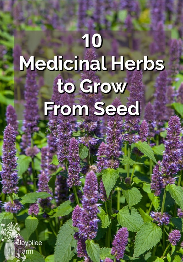 10 Medicinal Herbs to Grow From Seed - Joybilee® Farm | DIY | Herbs ...