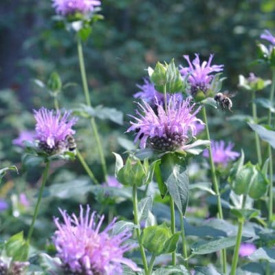 Growing and Using Bee Balm in the Kitchen and the Apothecary