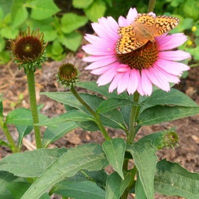 How to Grow Echinacea in Zone 3 for Herbal Remedies, Pollinators, and Cut Flowers