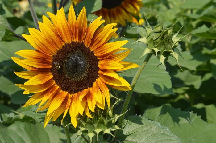 a flame like orange and yellow sunflower, this is another of the unique sunflower varieties available for use as a cut flower.
