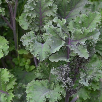 Grow Kale Year-round, for a Nutritious, Sweet Treat that’s Easy to Grow