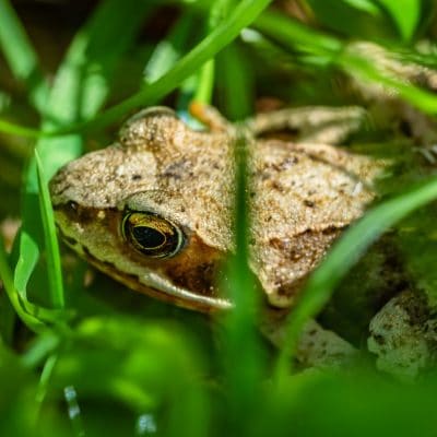 Naturally Reduce Garden Pests by Making a Frog House for Your Garden