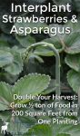 Interplant Strawberries & Asparagus