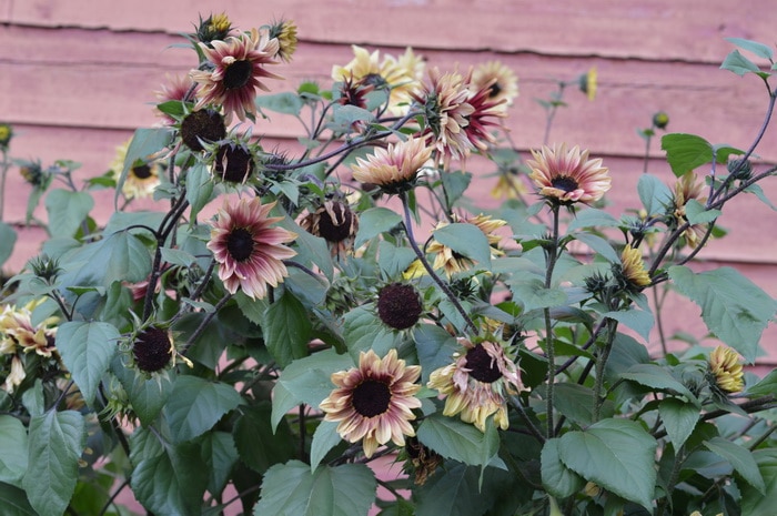 strawberry blonde sunflowers against a reddish wall. These are a favorite one of my sunflower varieties and work amazing as a cut flower.