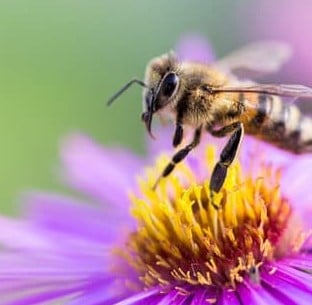 Attract the Birds and the Bees to Your Garden to Create a Thriving Wildlife Garden