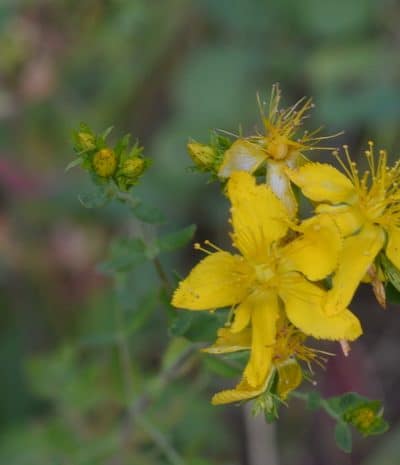 Years ago, as a novice herbalist, I experienced the healing virtue from St Johns Wort flower tincture for treating the winter blues. St Johns wort tincture acts without any food interactions or side effects, unlike the prescription MAO inhibitors.