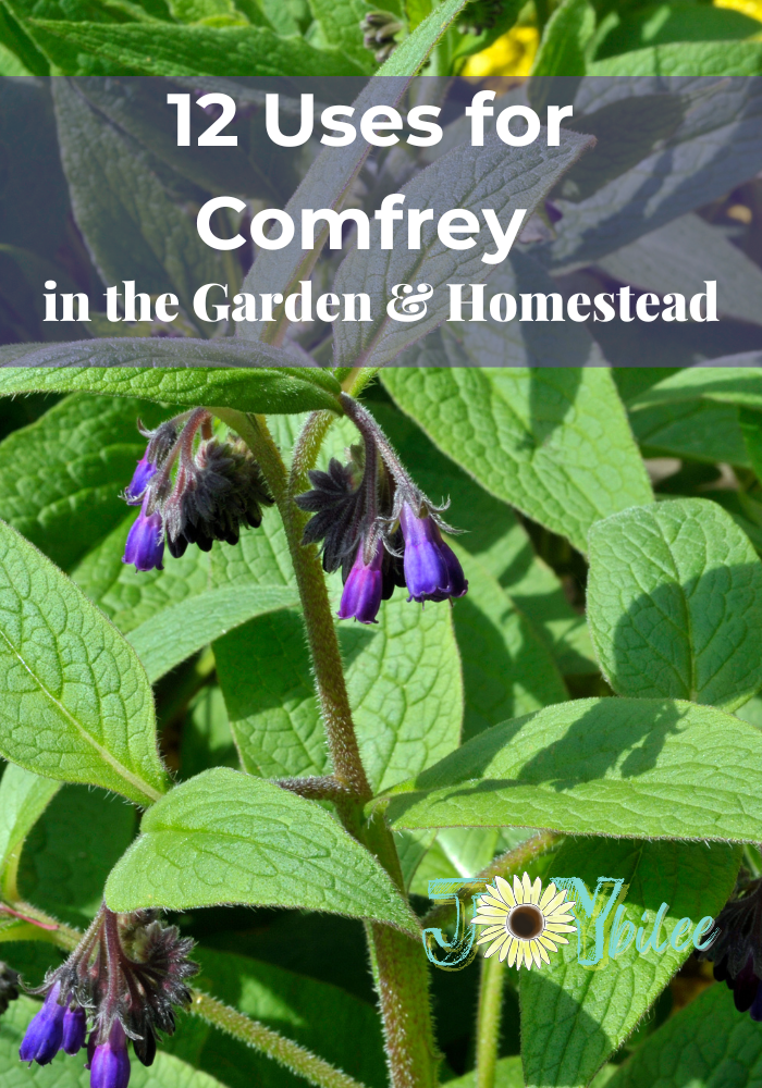 12 Uses for Comfrey Plants in the Garden and Homestead