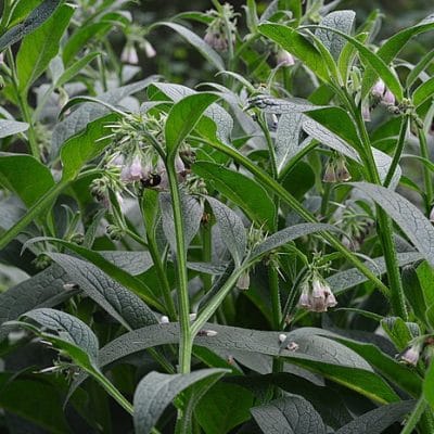 12 Uses for Comfrey Plants in the Garden and Homestead