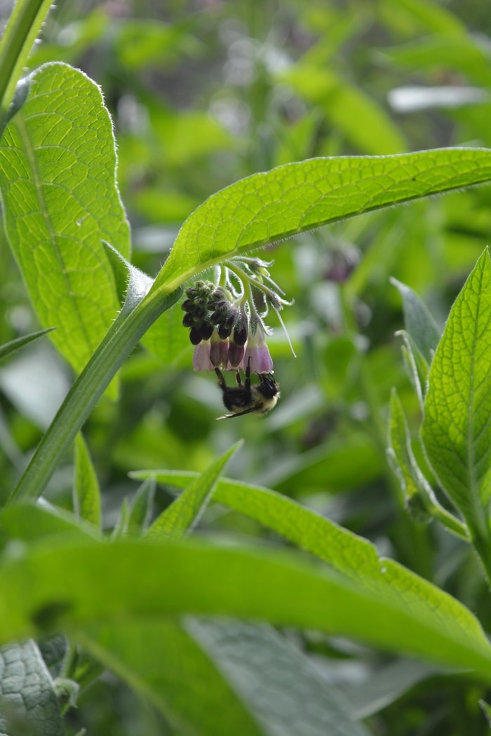 Comfrey plant pollinated by bumble bee.