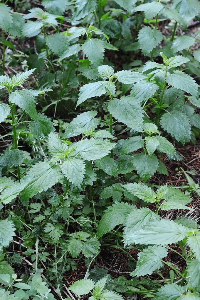 Stinging nettle root has been used medicinally for centuries. Recent studies suggest that it is helpful for men's health. In this article, we'll discuss how to harvest and use it to make a tincture. 