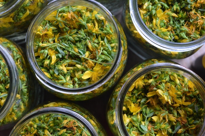 St Johns Wort flowers in canning jars ready to make a tincture
