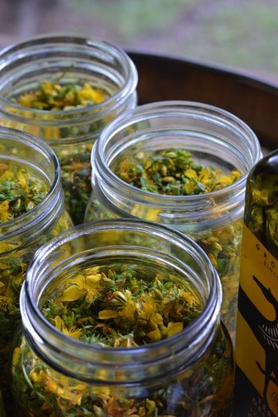 St johns wort oil in mason jars