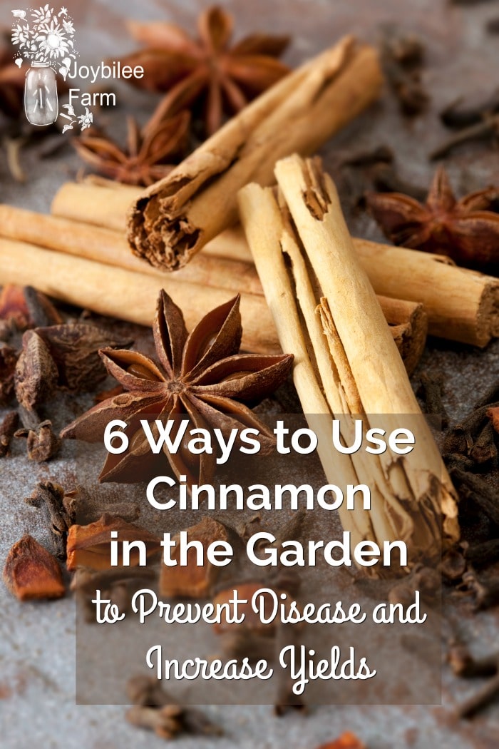 cinnamon sticks and spices