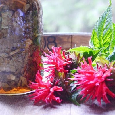 How to Make an Herbal Oxymel and Why You Should