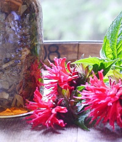 Jar of monarda infused vinegar