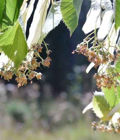 linden flowers ready for harvest and linden tea