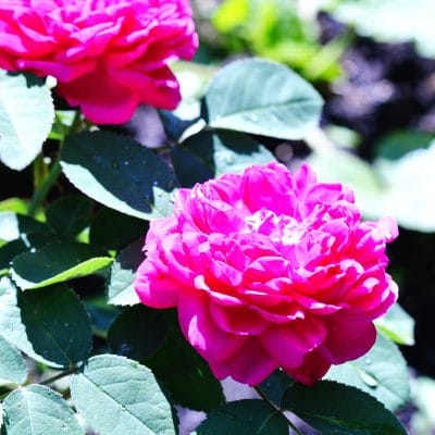 How to Grow Roses from Cuttings and Save a Heritage Rose