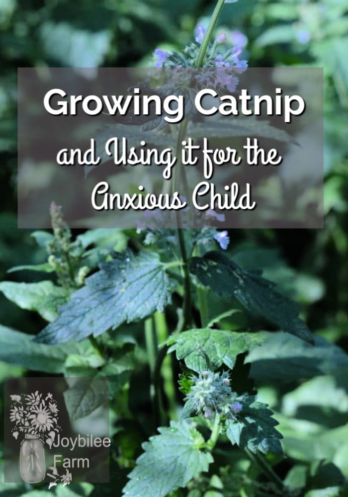catnip plant with text overlay - growing catnip and using it for the anxious child