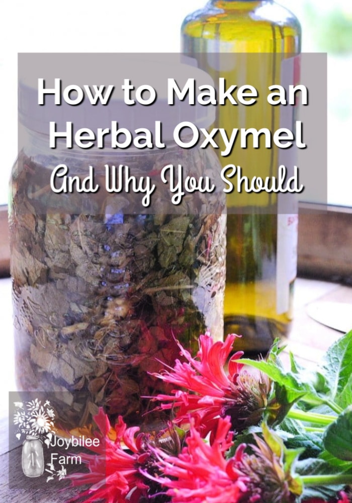 a jar of herbs and red flowers with the text overlay How To Make an Herbal Oxymel
