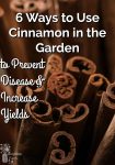 Close up of cinnamon sticks