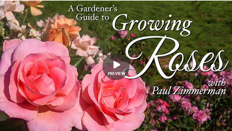 A gardeners guide to growing roses