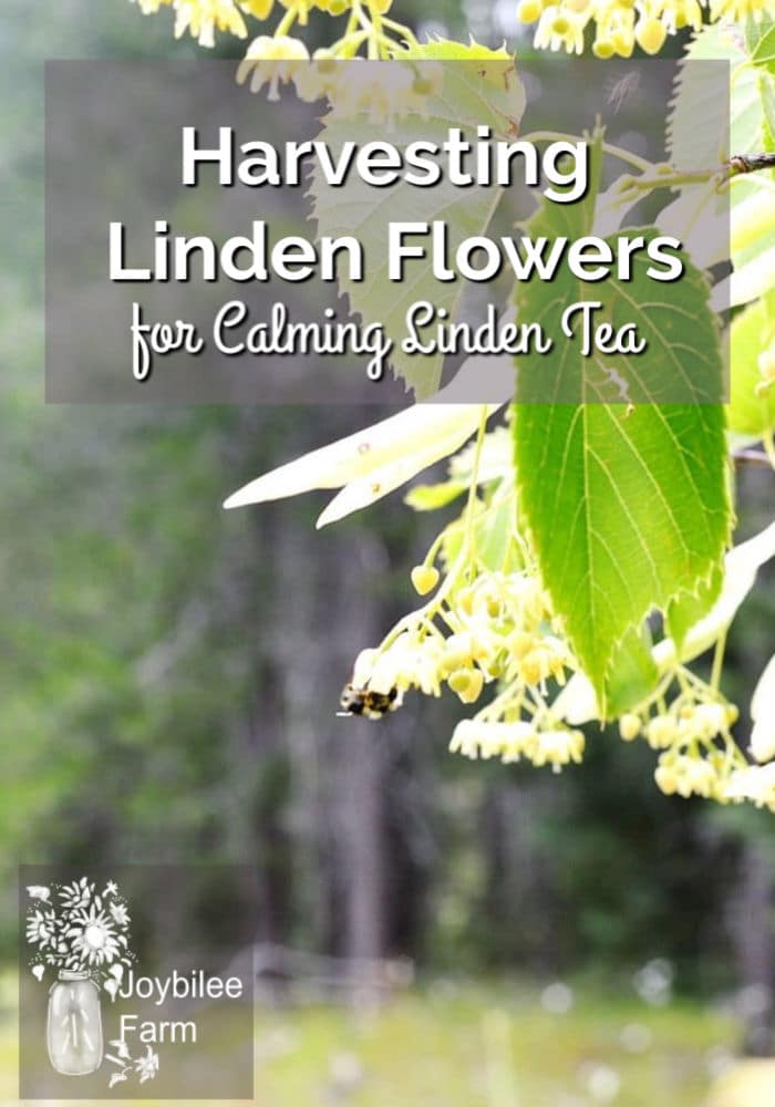 Harvesting Linden Flowers for linden tea