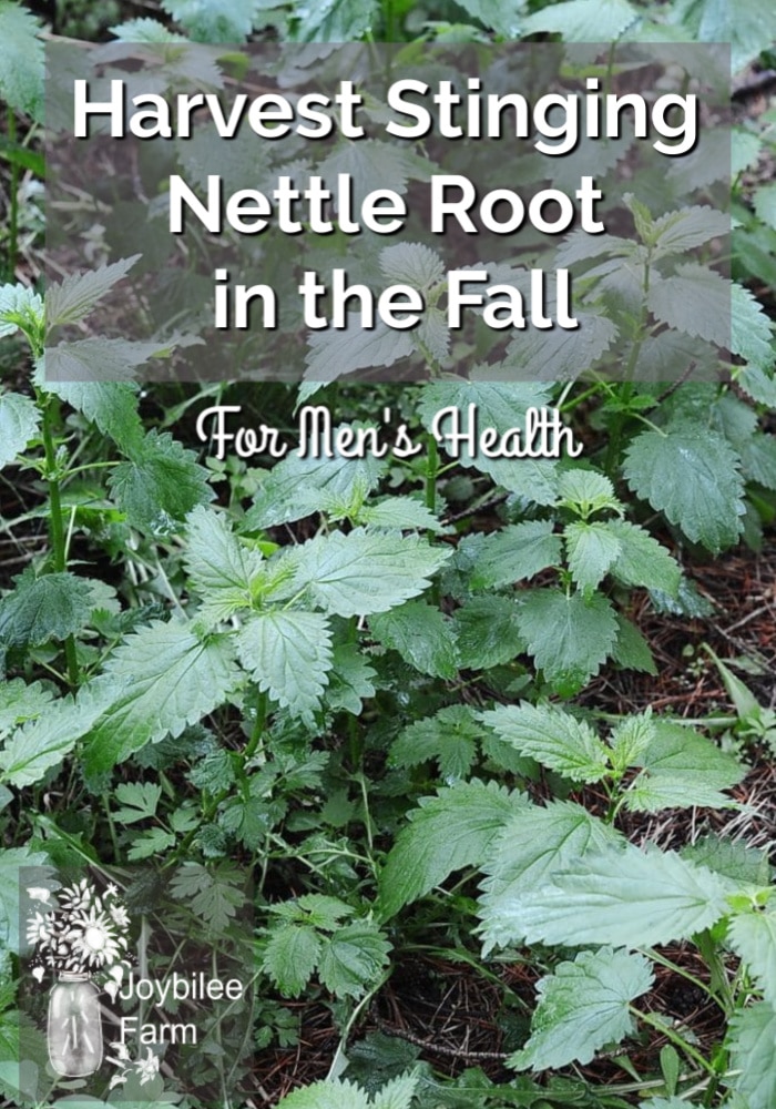 stinging nettle plants on the forest floor with the text overlay 'harvest stinging nettle root in the fall for men's health'
