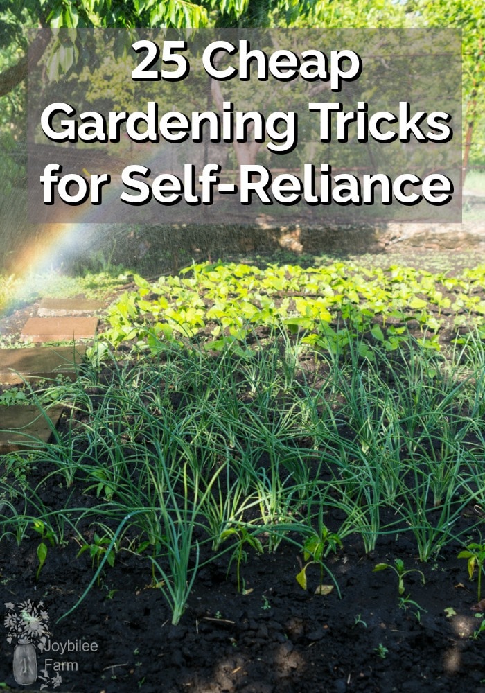 Garden with green veggies growing being watered