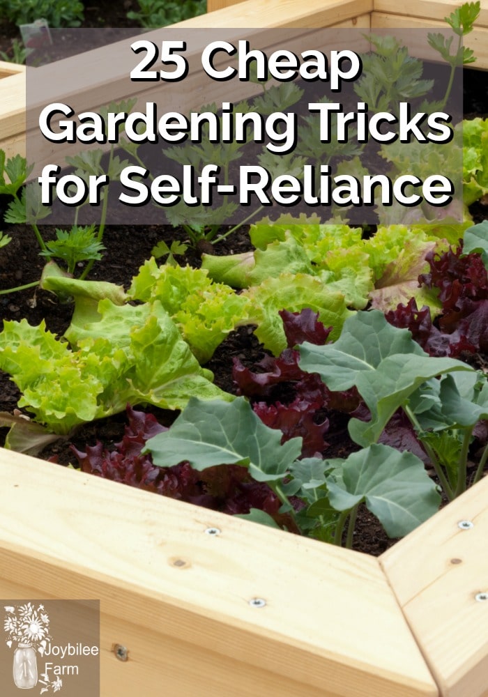 Lettuce and other green veggies growing in a new raised garden bed