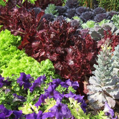 Gardening Tips for Success in Zone 3: 20 Vegetables You Can Grow