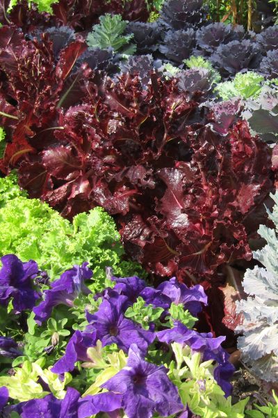 Colorful vegetables growing in a garden